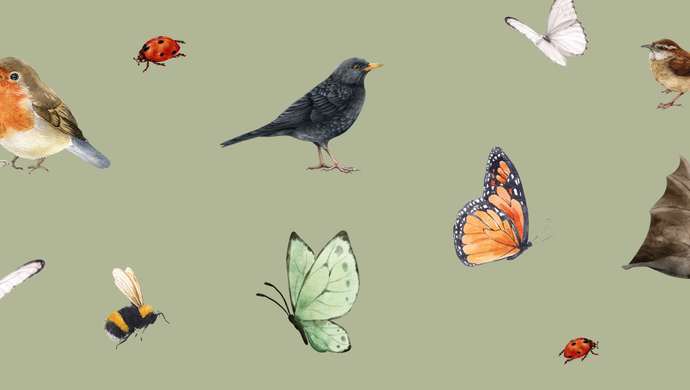illustrations of birds, bees, butterflies, ladybirds, and bats
