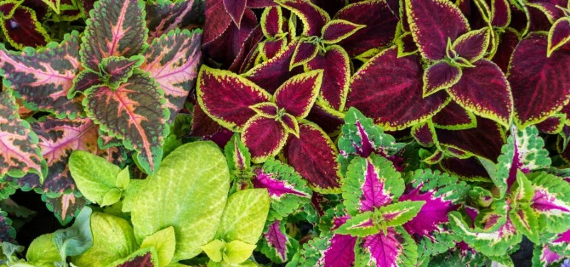 An image of a coleus plant with red and green leaves.