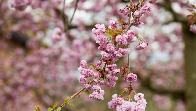 Pink blossoms on tree 