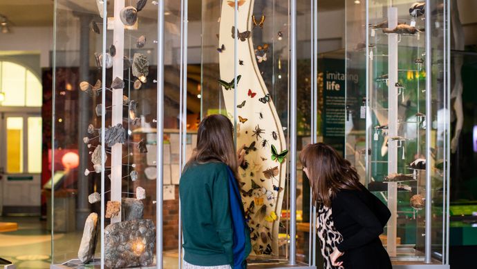 two people looking at a butterfly display
