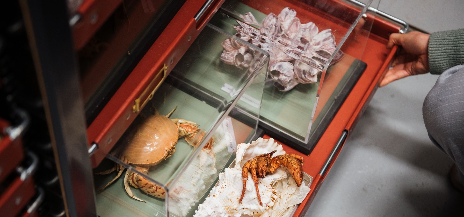A drawer being pulled out of storage with taxidermy crabs and sea creatures