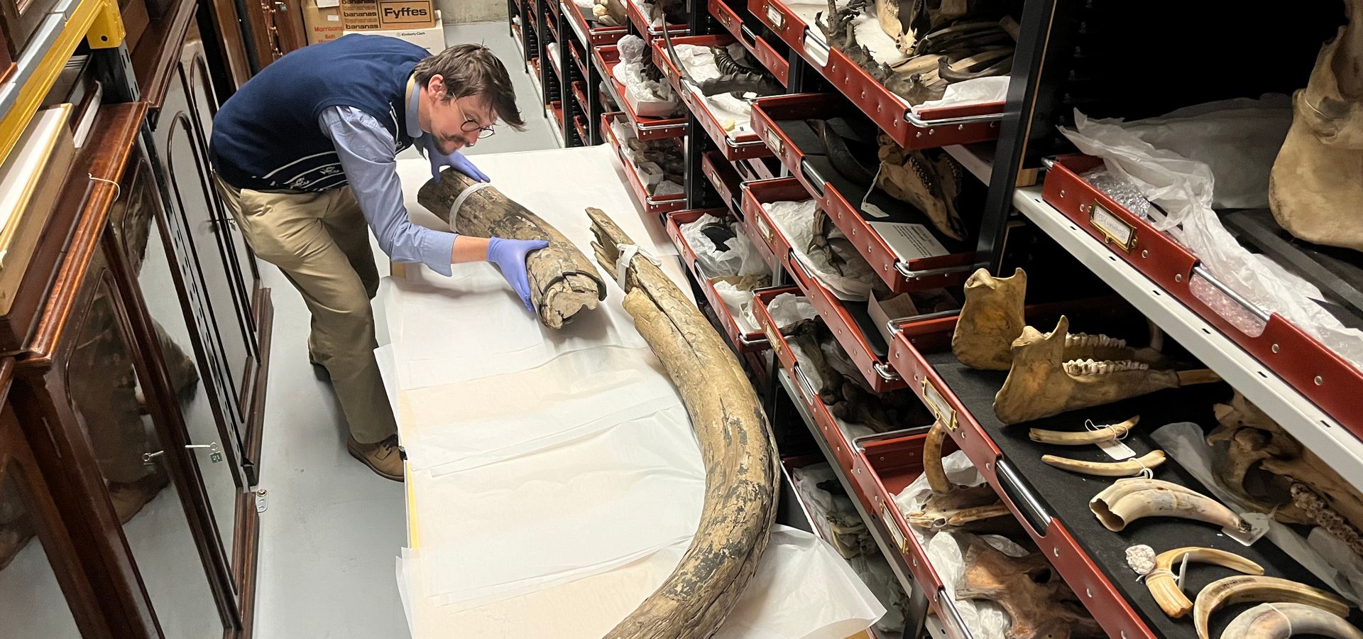 Leeds Discovery Centre's Learning and Access Officer looking at a mammoth tusk in the collection