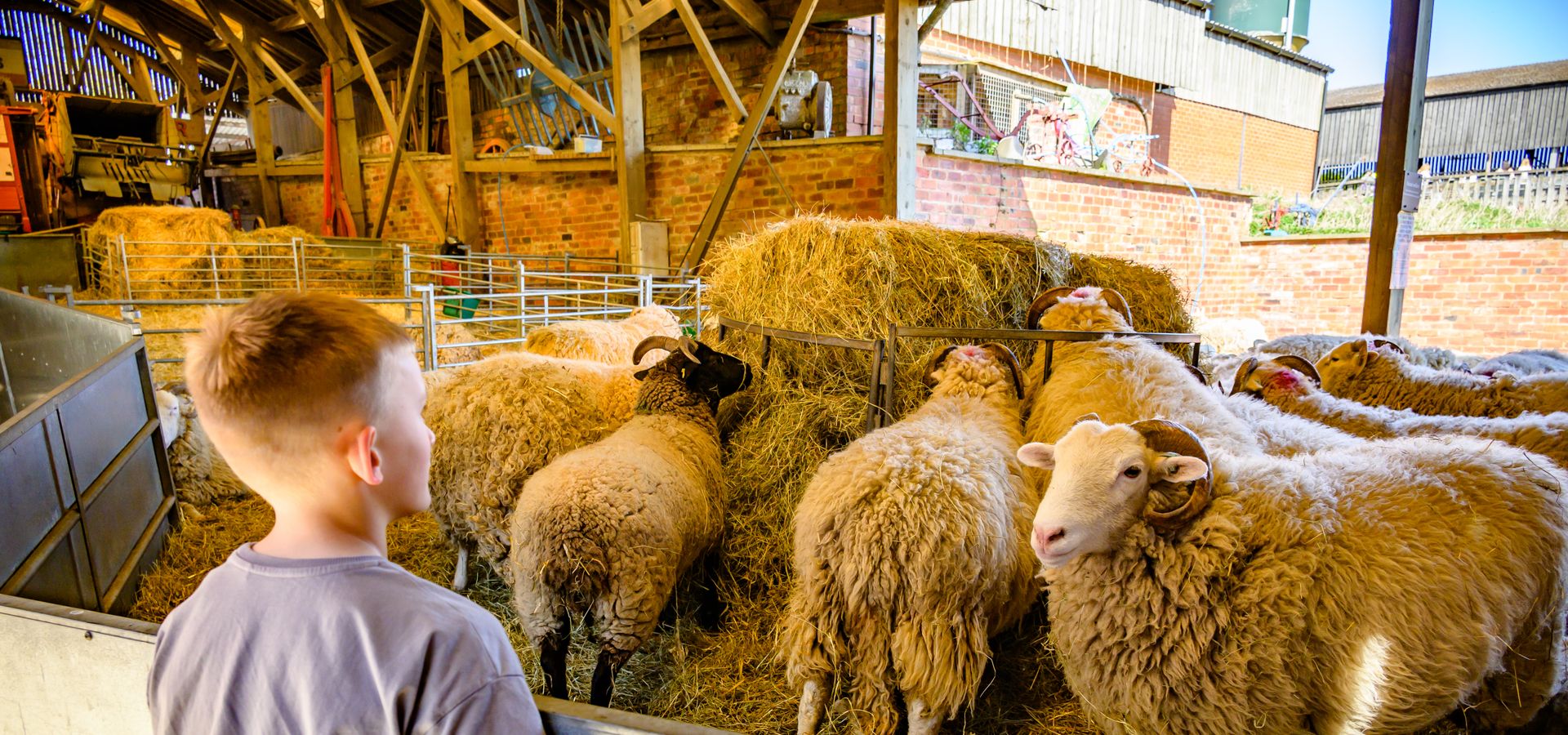 Image of a boy looking at a flock of sheep at Temple Newsam Home Farm