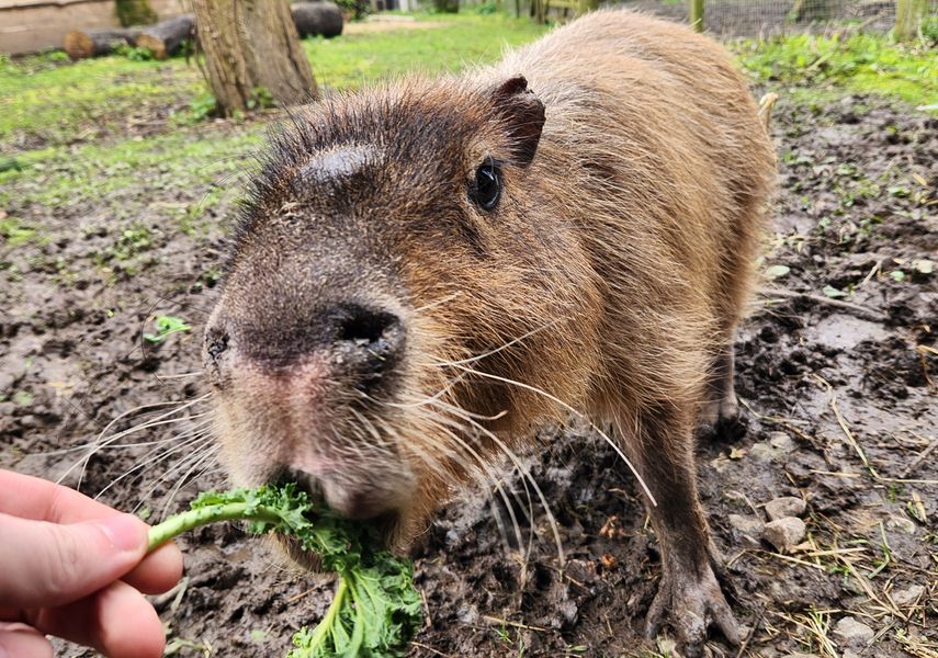 A capybara being fed