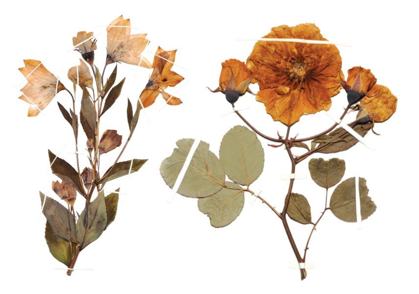 Two pressed flowers and stems