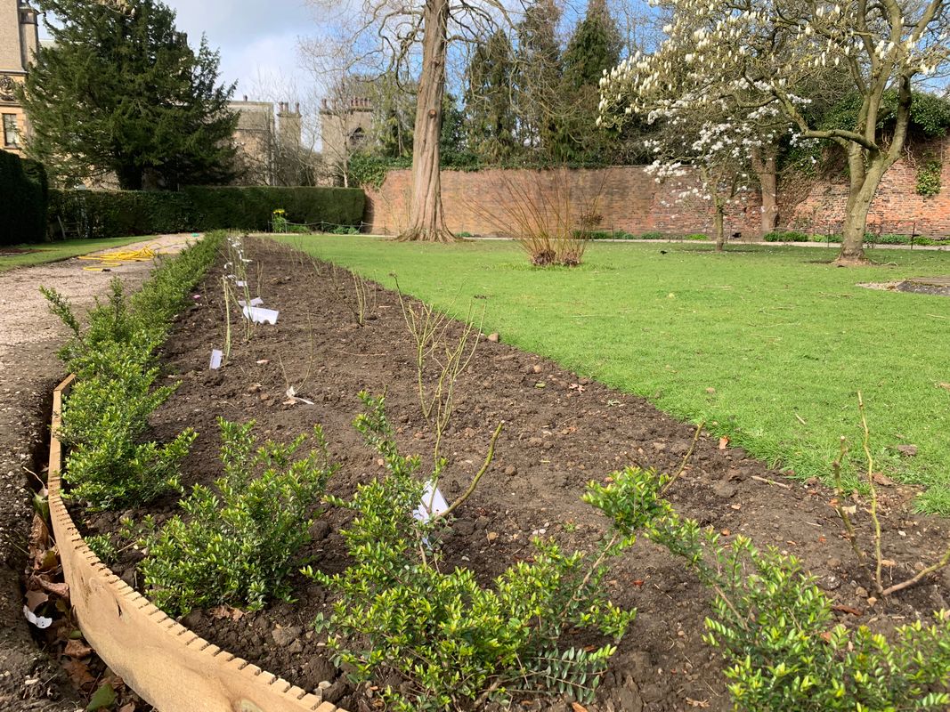 the Lotherton rose garden in 2026