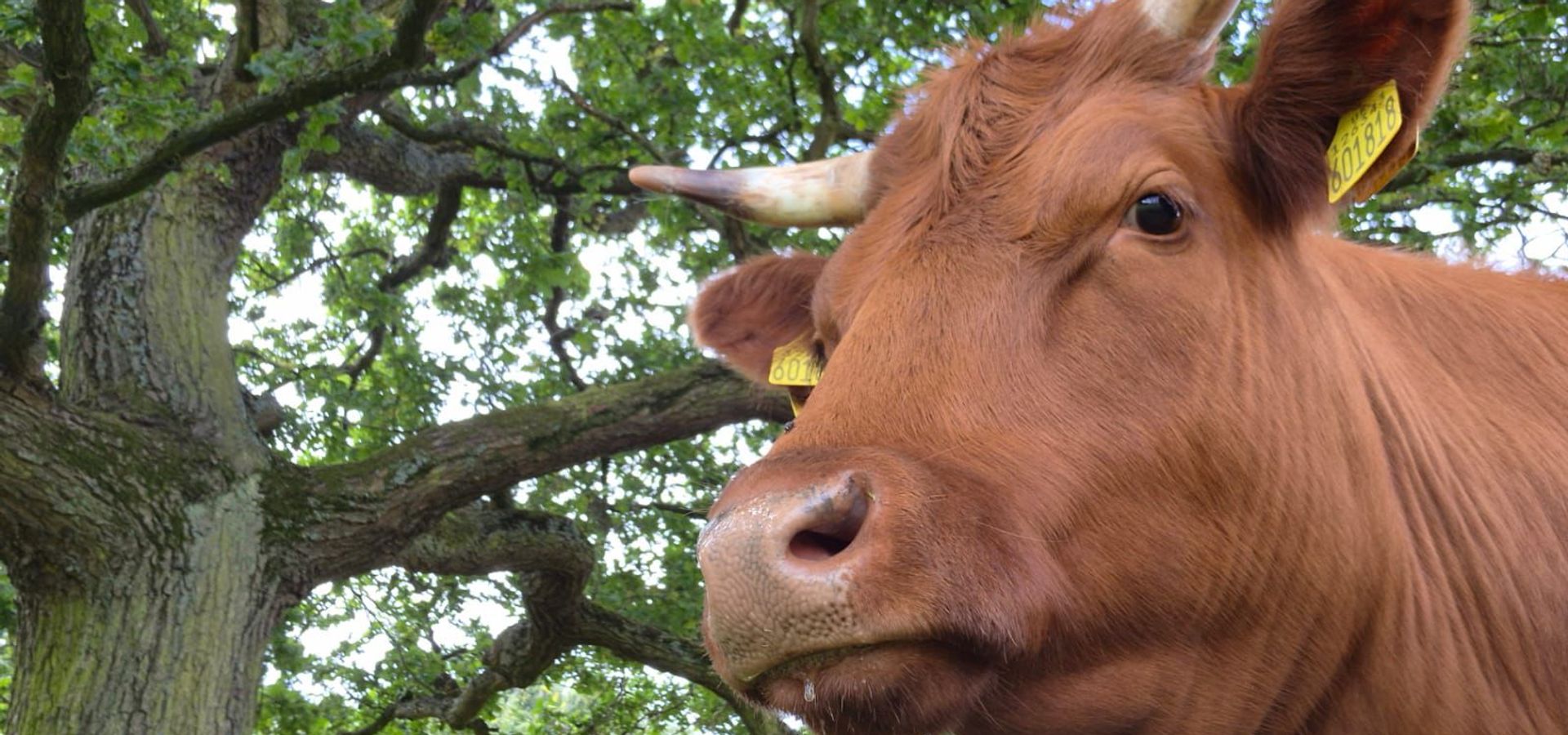 Cow in front of a tree