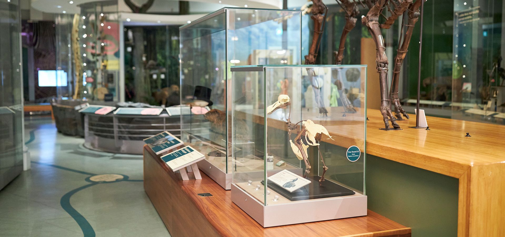 The Life on Earth Exhibition at the Leeds City Museum