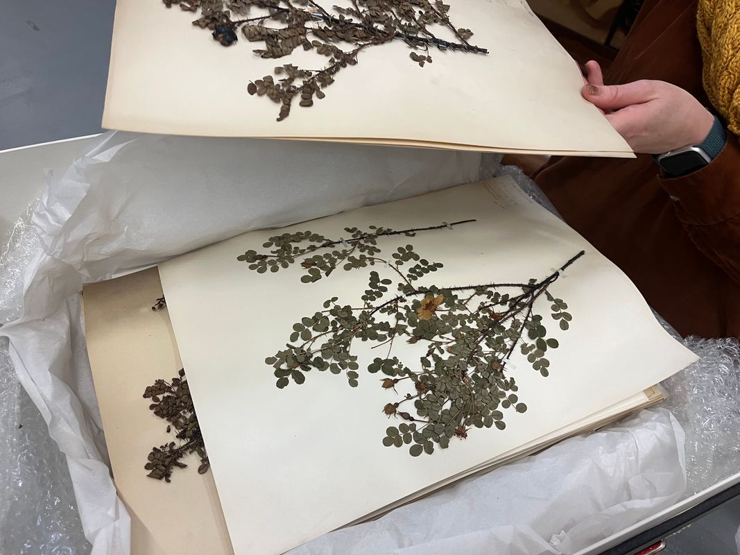 herbarium sheet example