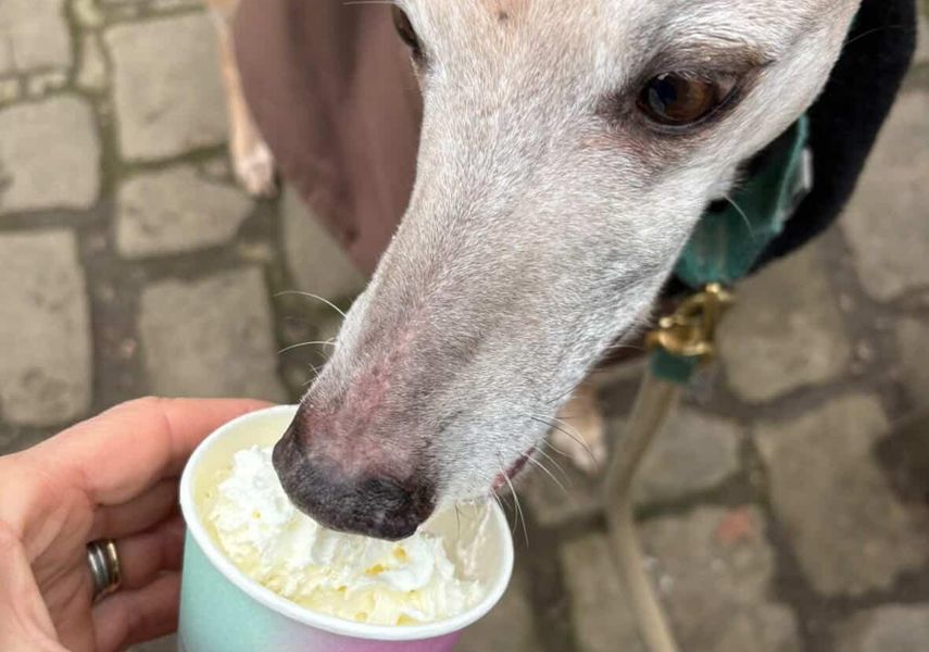 Monty the dog enjoying a puppuccino