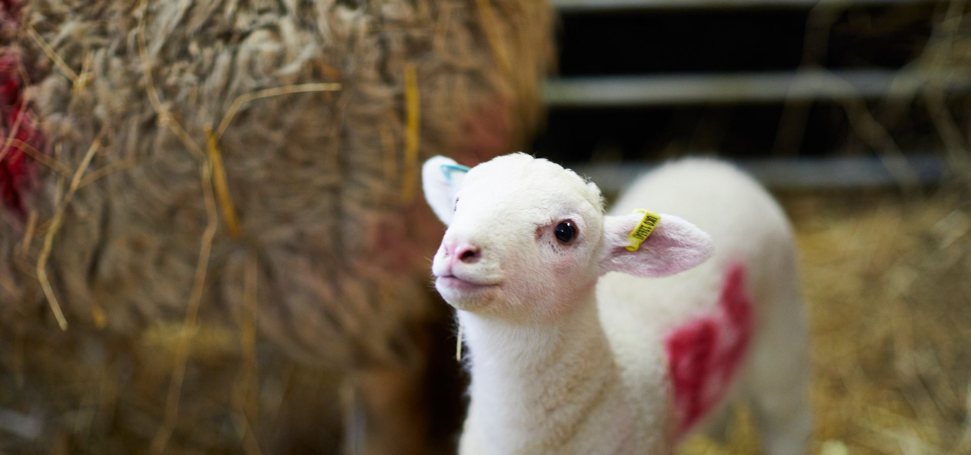 A tiny lamb at Temple Newsam Home Farm