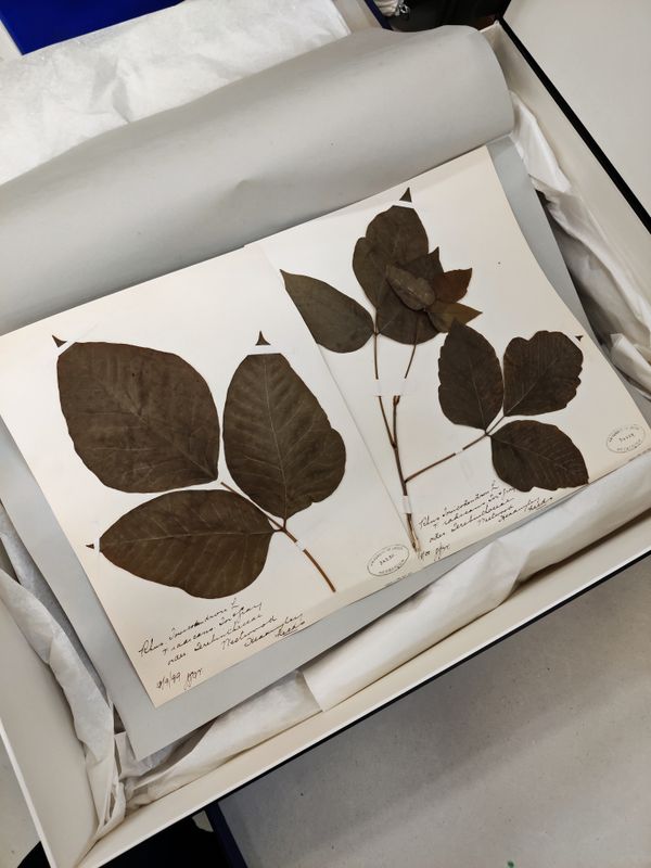 herbarium sheet example