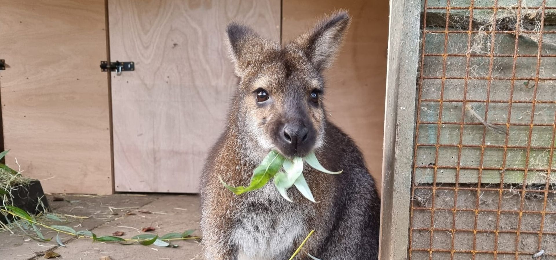 Wallabies at Lotherton