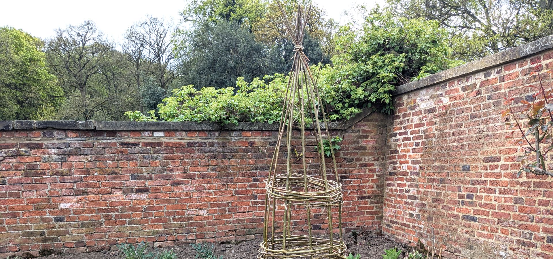 Image of a willow obelisk in the Walled Garden