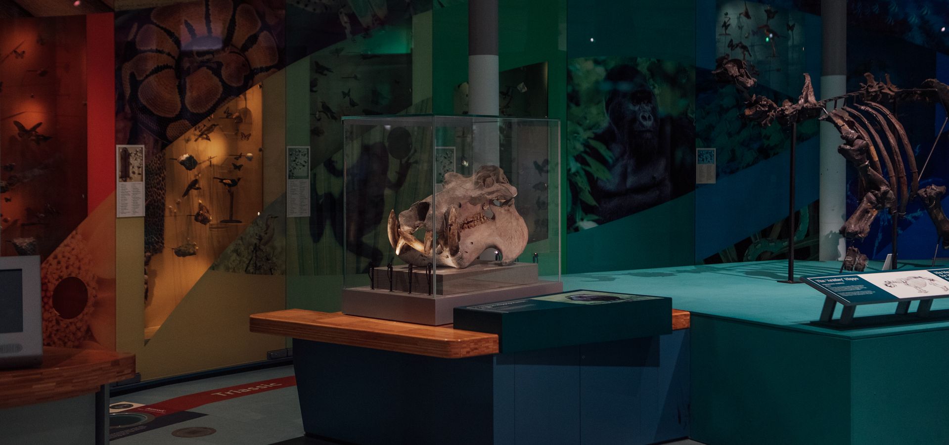 A hippo skeleton on display in a museum