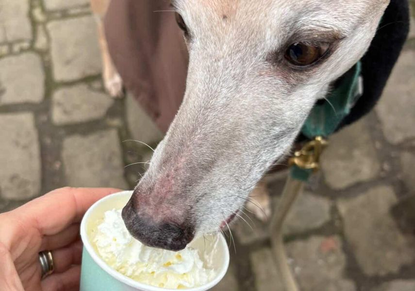 Dog enjoying a puppuccino