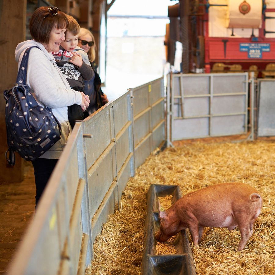 Family looking at piglets 