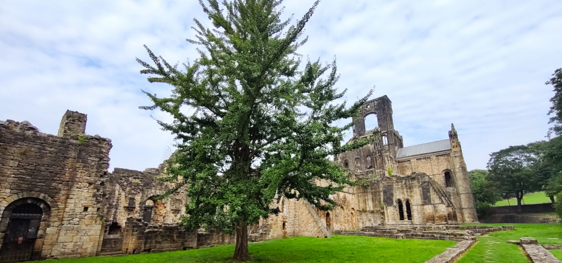The ginkgo tree in Kirkstall Abbey surrounded by ruins