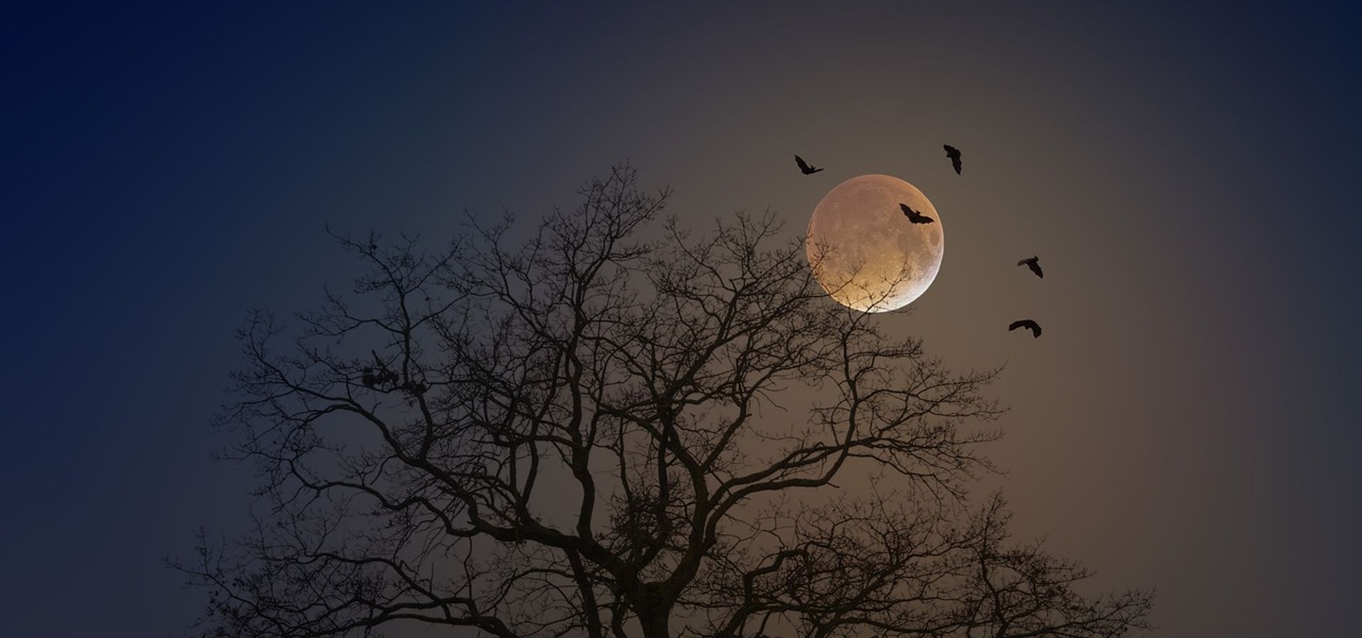 A tree with the moon and bats in the background