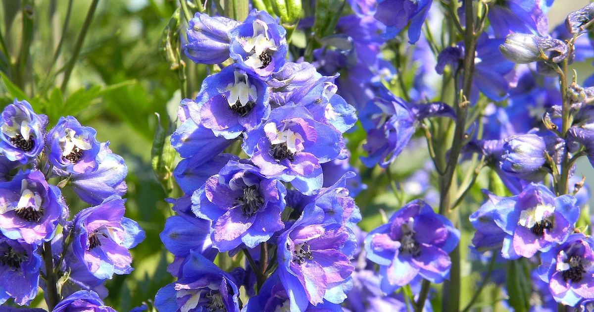 Delphinium Walk and Cream Tea