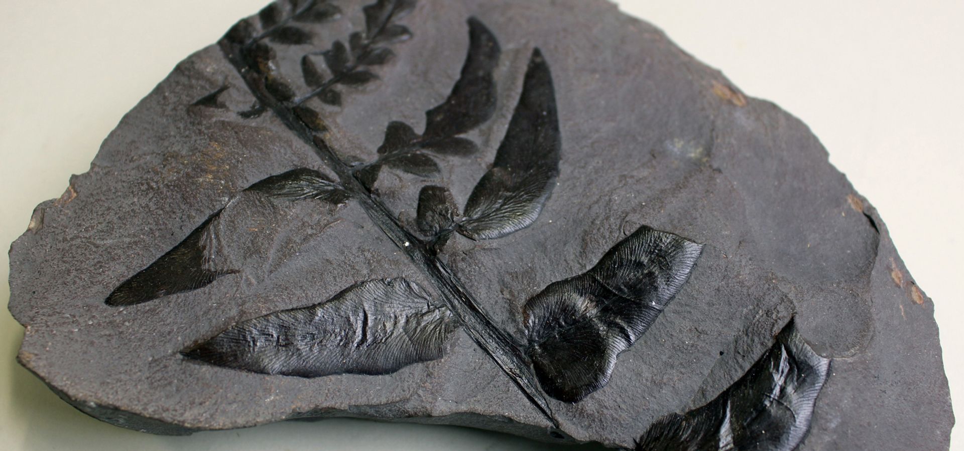 A fossil with a plant imprint on top