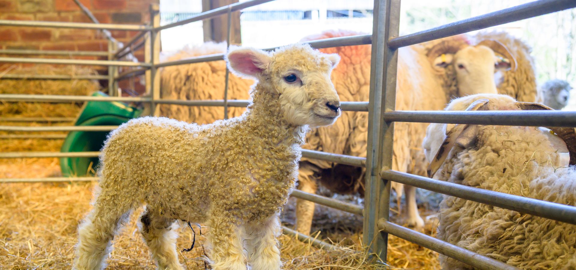 Lamb on hay in a farm