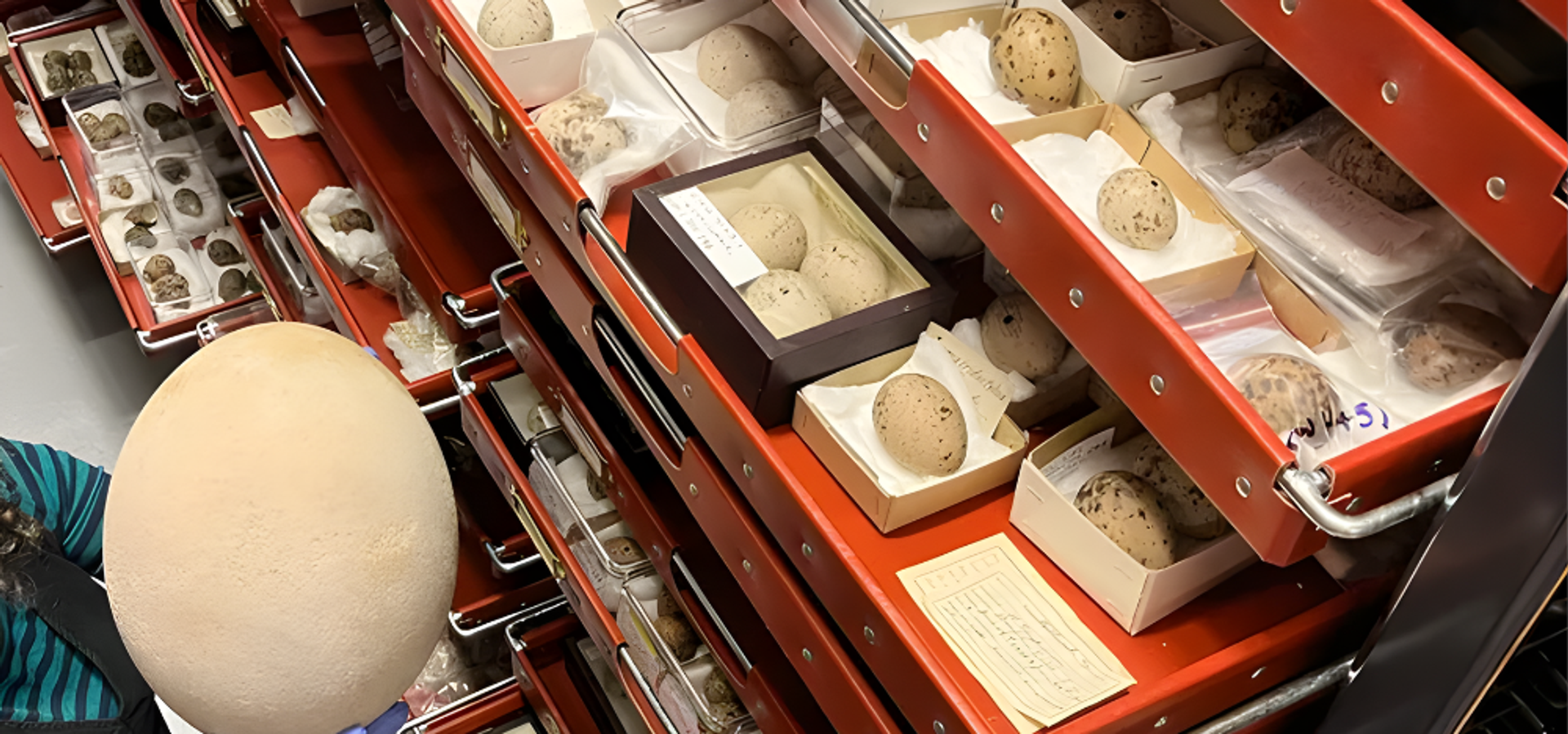 A curator holding a very large egg, next to red draws with more eggs from our collection in