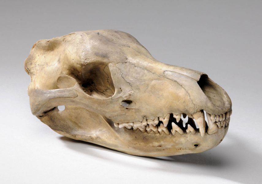 A Thylacines skull, also known as Tasmanian Tigers or Tasmanian Wolves.