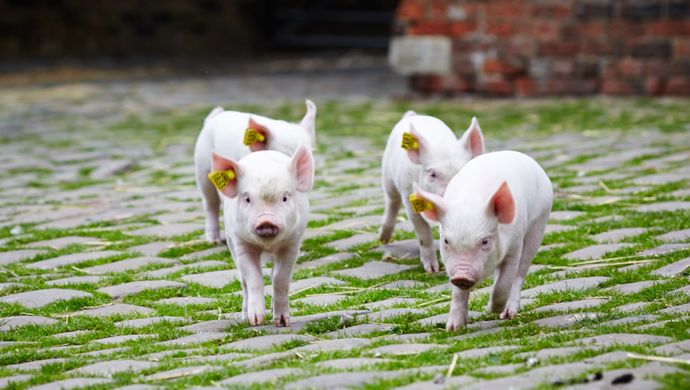 4 piglets walking on a cobble path in Home Farm