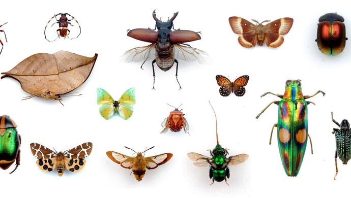 A macro image  of bugs from Leeds Dicsvoery Centre