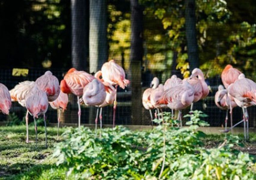 A flock of Flamingos 