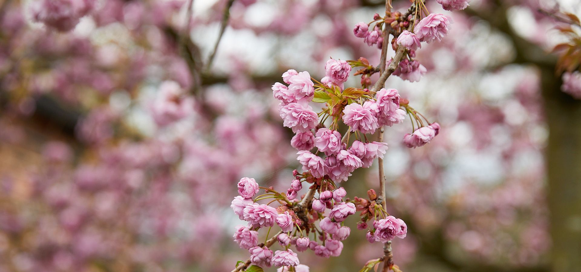 Pink blossoms on tree 