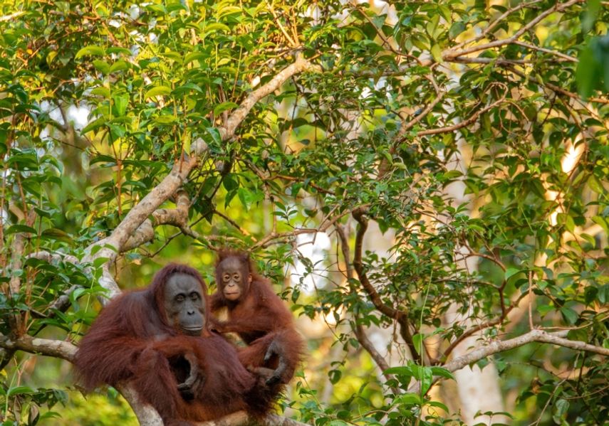 An orangutan in the trees.