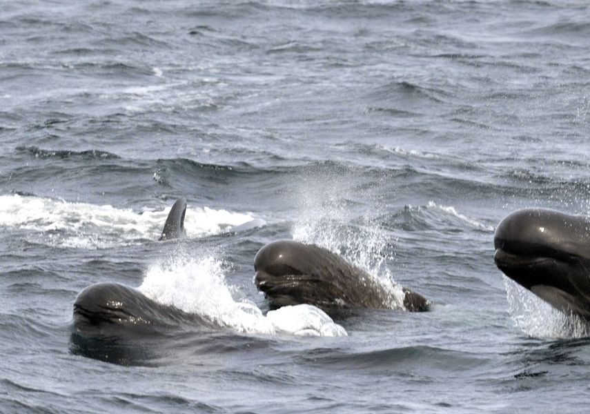 dolphins in the sea.