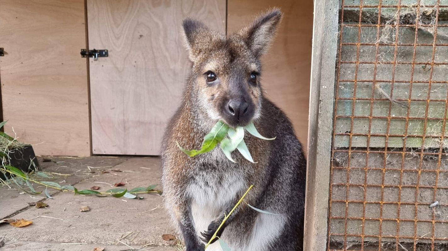 Wallaby eating leaves at Lotherton