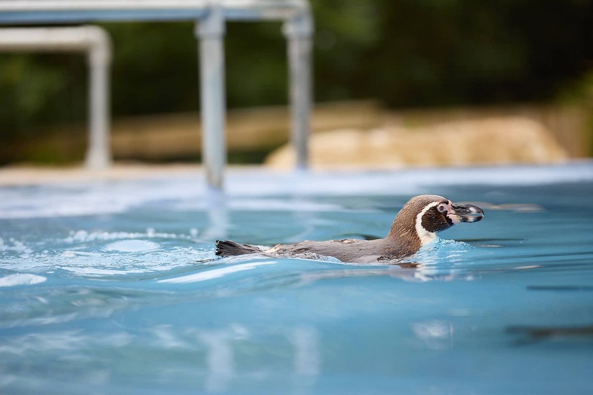 A penguin swimming in the blue penguin feeding pool