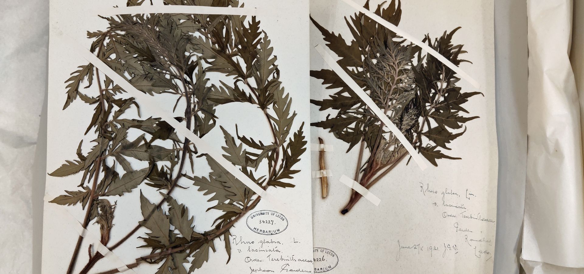 Herbarium sheets from John Grimshaw Wilkinson
