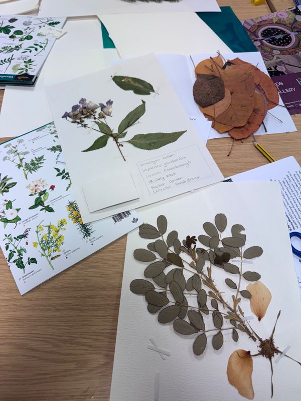 A pressed flower on a herbarium sheet with leaves and a sheet to identify plants