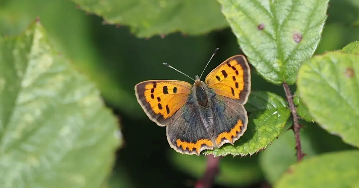 Big Butterfly Count