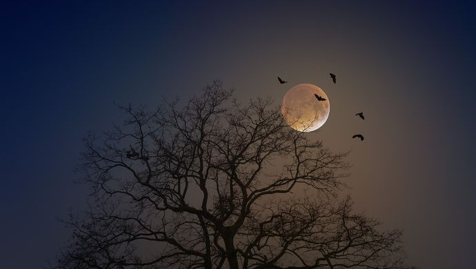 A tree with the moon and bats in the background