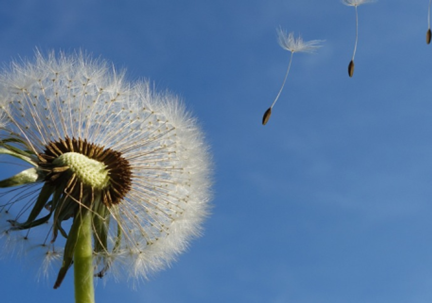 A dandelion blowing in the wind