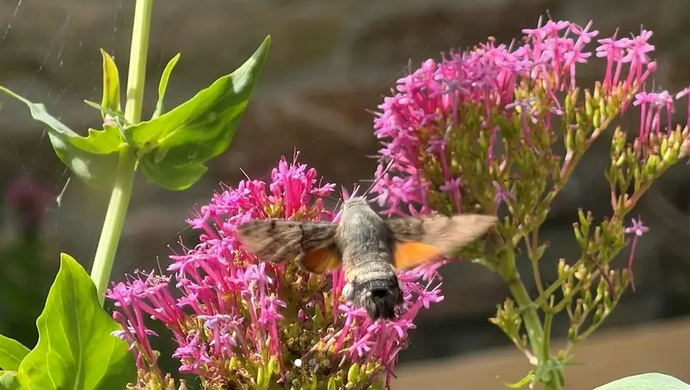 Moth on pink flowers